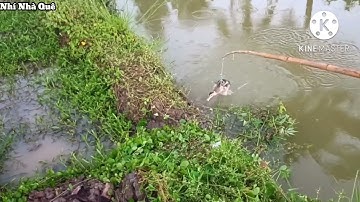 câu cá lóc bằng vịt || trời mưa vẫn có cá Lóc đồng || snakehead fishing
