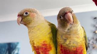 Ziggy & Poppy  Having fly playtime after babies removed for handrearing yes they are relieved