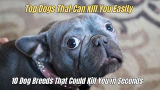 10 Dog Breeds That Could Kill You In Seconds Top Dogs That Can Kill You Easily