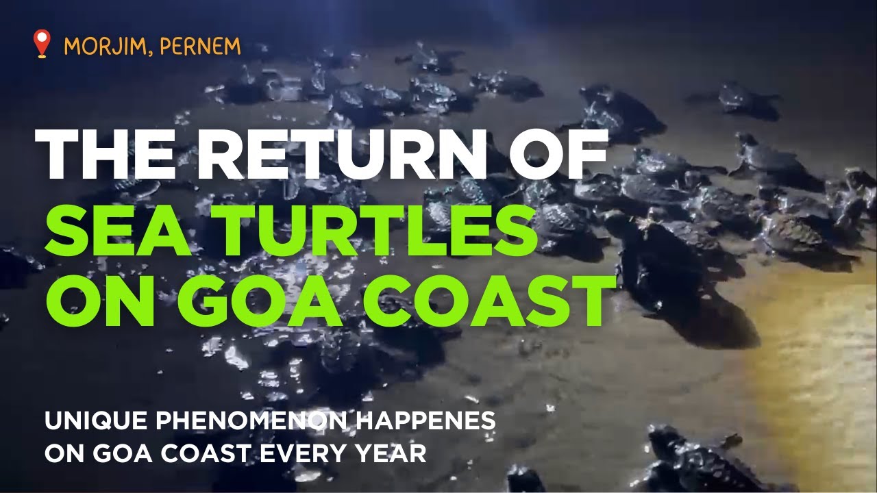 THE RETURN OF SEA TURTLES ON GOA COAST. 