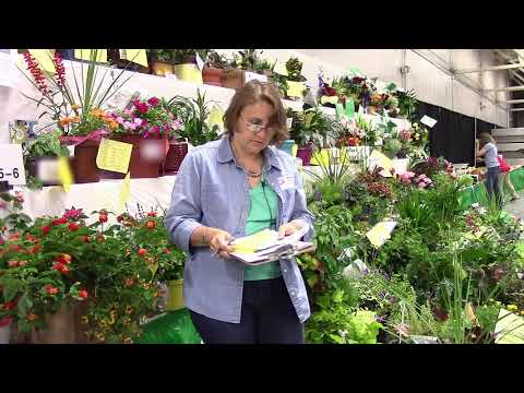 Video: Zephyranthes: Home Care, Planting In The Open Field, Description Of Upstart Flower Types: White, Pink, Yellow