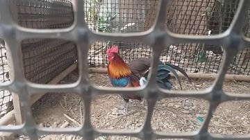 1/7/2021 kuv rov los thaij kuv tus lau qaib qus rau nej sawv daw saib dua