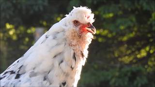 My hen crowing with the roosters