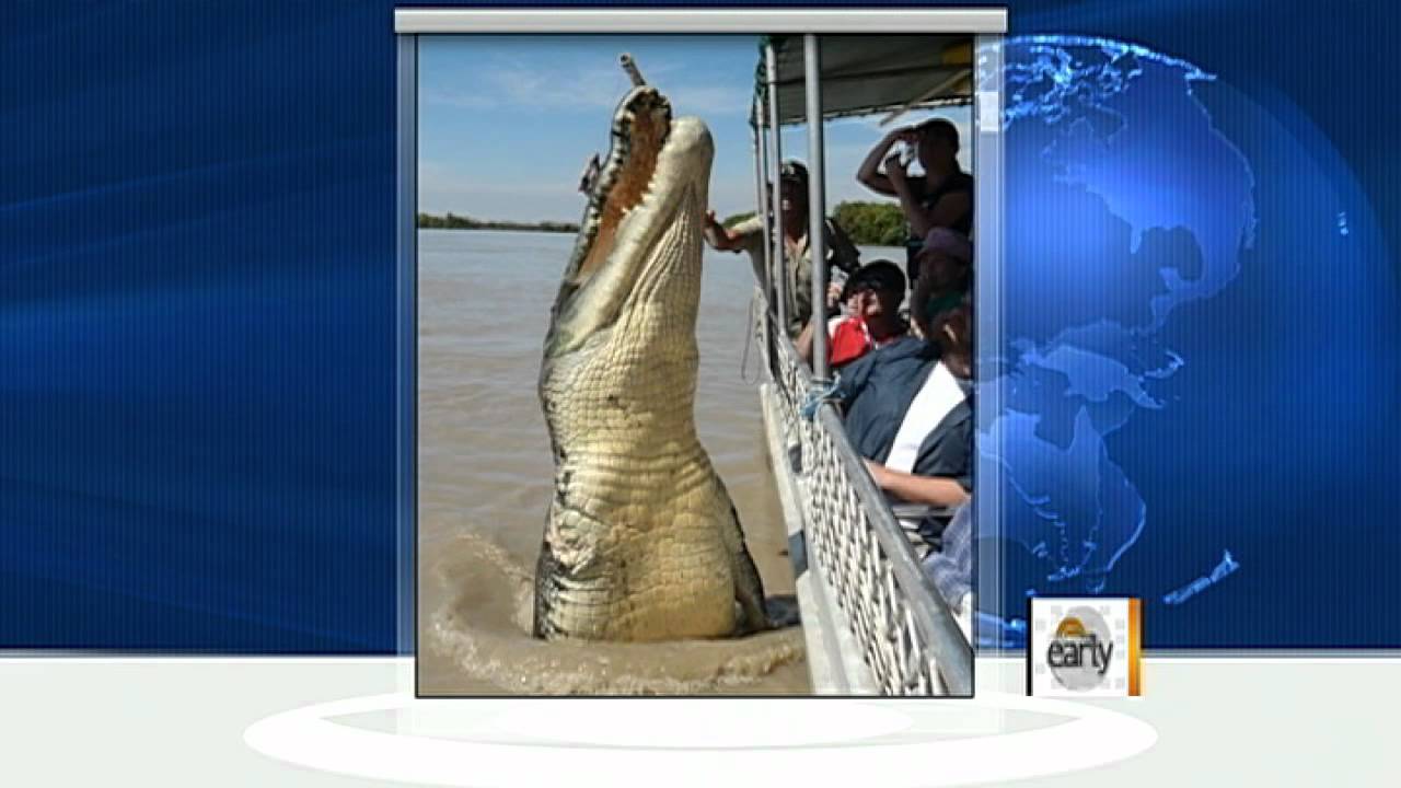 Giant crocodile caught on camera near tourist boat - YouTube