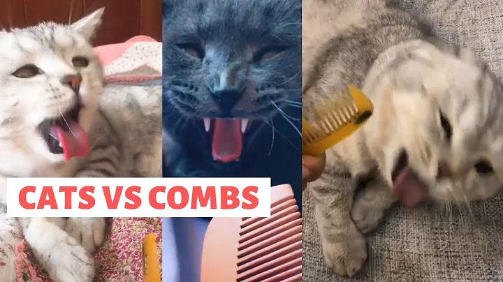 Video 6878821: compilation cat funny sound, laugh funny cats compilation, funny cat reaction compilation, sounds cats funniest