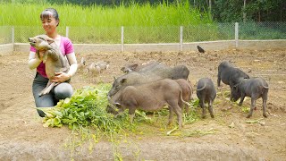 Buy Lots Of Piglets from Farmers Goes To The Market Sell, Taking Care of Farm Livestock - Farm Life