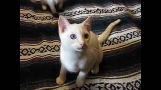 Mirabella's kittens and Orientals 172 by Permes Cattery 48 views 7 years ago 2 minutes, 19 seconds