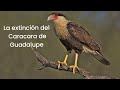 La Extinción Del Caracara De Guadalupe 