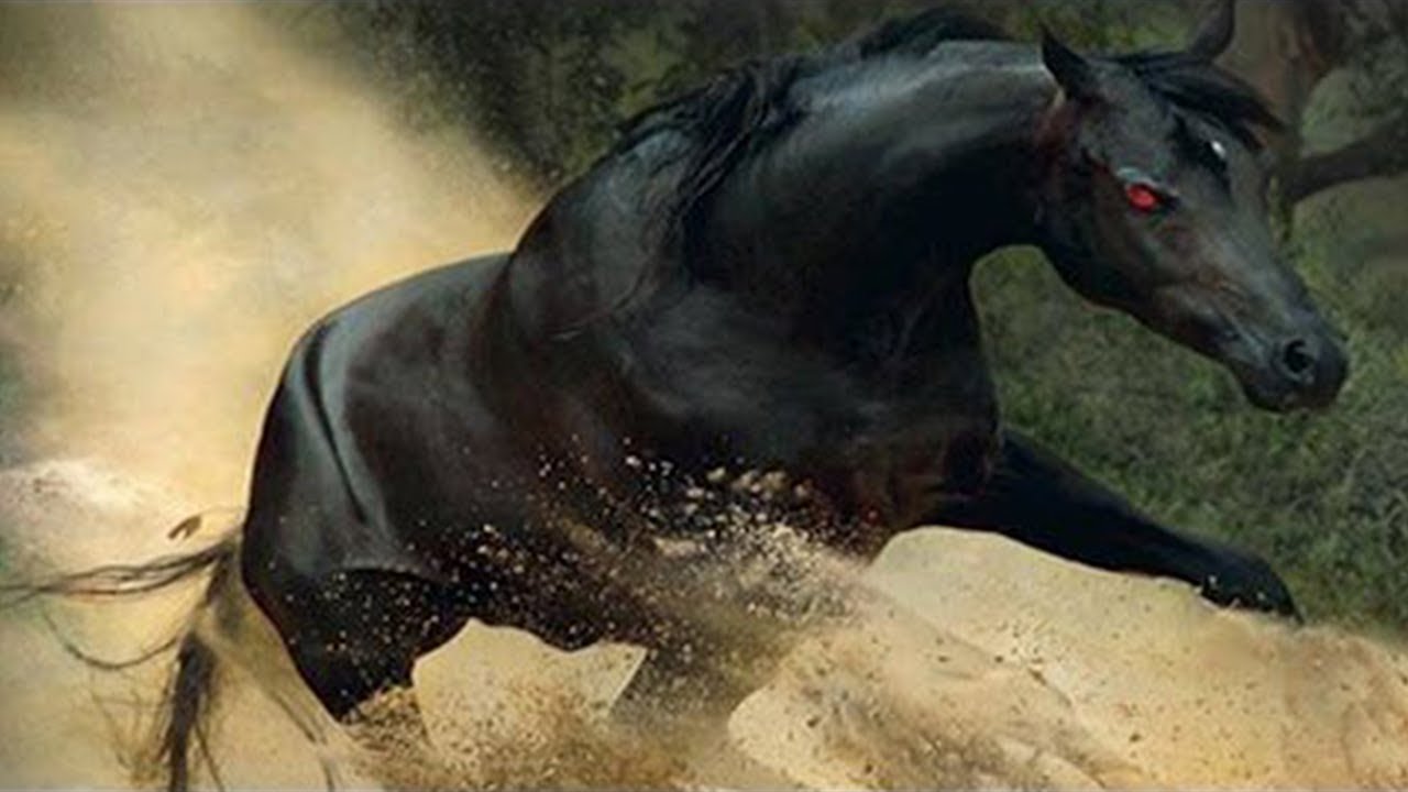 15 Most Incredible Horse Breeds In The World! - YouTube