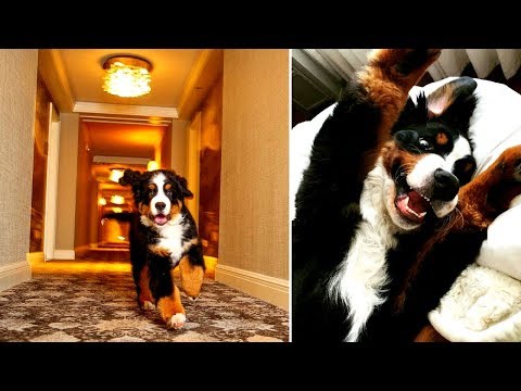 Video: Dieser Berner Sennenhund Ist Das Neue Maskottchen Der St. Regis In Aspen