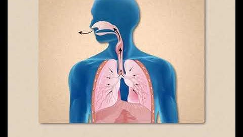 Organ Systems  : SundaramEclass Science concepts (5-6 grade)
