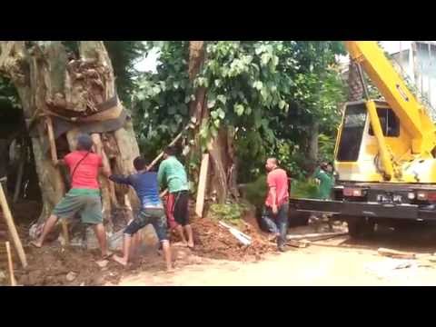 Video: Bagaimana cara menanam pohon besar?