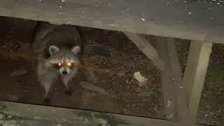 Feeding wild raccoon / енот by JOANNA AUD 210 views 2 months ago 42 seconds