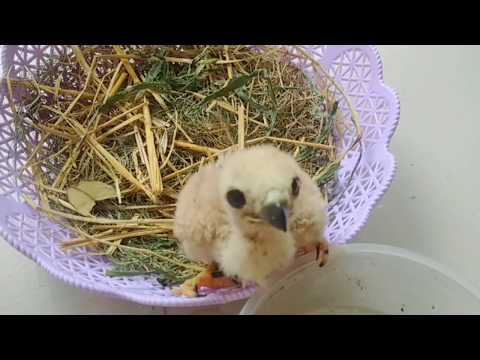 baby hawk feeding (1 week old baby hawk).mp4