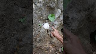 hewan yang sangat langka #shortviral #nature #shorts #trending