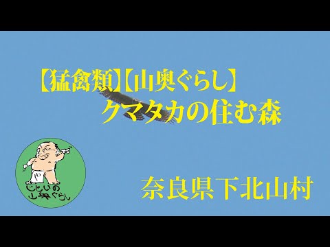 【猛禽類】【山奥ぐらし】クマタカの住む森 奈良県下北山村