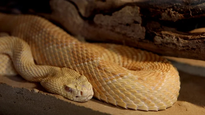 Digital Garden | Meet our snakes!