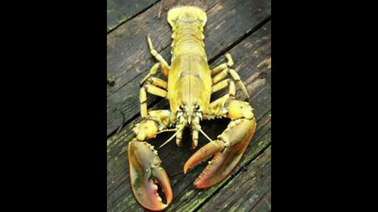 Yellow lobster jumpscare YouTube