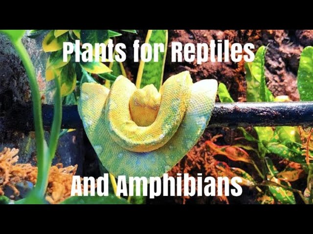 unusual succulents Rare Succulents