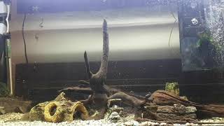 Feeding Driftwood Catfish & Eel Tailed Catfish