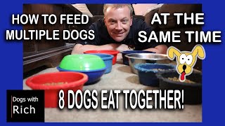 S1  E11: How To: FEED MULTIPLE DOGS at the Same Time  Tutorial