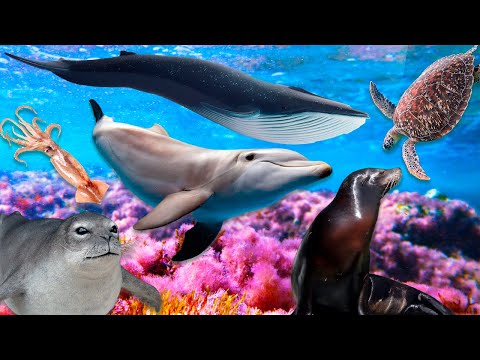 Curiosities of Marine Animals Blue Whale Seal Sea Lion Dolphin Marine Animals