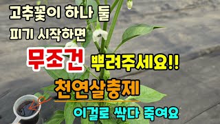 고추꽃이 피기 시작하면 무조건 뿌리세요 천연살충제 이걸로 싹다 죽어요