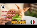 Mga pagkain DELIKADO SA RABBIT DAPAT ALAM MO! | Food dangerous to rabbits | How To Earn In Rabbit