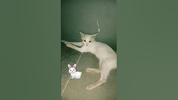 #راحة_نفسية #تلاوة_خاشعة #القرآن_الكريم #cat #surhmulk #cuteanimal #kitten #المصحف #cutecat