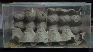 Ant Slalom: Pole Course with Timers ⛷️