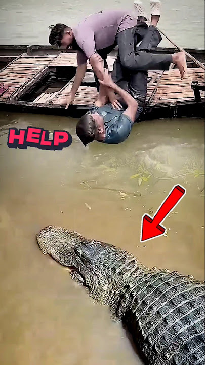 NEKAD NOLONG BOKAP WALAU BUAYA ALLIGATOR MENDEKAT #amazing #scary #trending