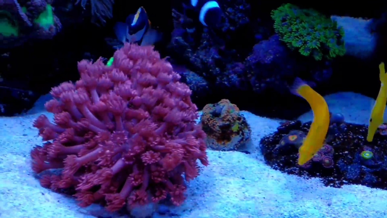 Aqua Medic Xenia 100 / Meerwasseraquarium / some new corals 