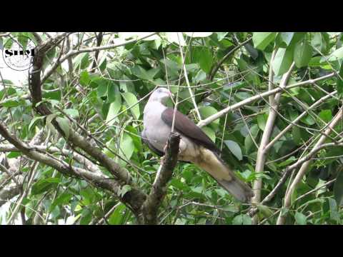นกมูม( Mountain Imperial Pigeon)
