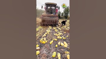 Crushing Cantaloupe into Feed Process | Increase Efficiency with Good Machinery