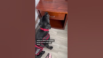 Day In The Life Of A Bed Bug Detection Dog - Importance of Training | Orkin Canada