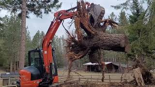 Taking trees out with the Kubota kx040