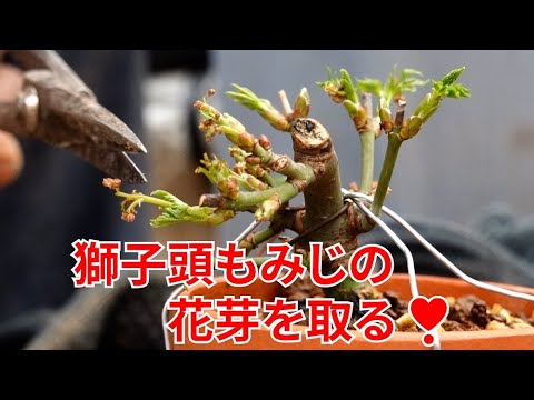 獅子頭もみじの花芽を取る【With subtitles】 - YouTube