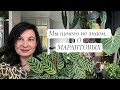 Мы ничего не знаем о марантовых. Голосуй, если понравилась рубрика