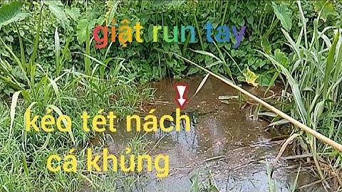 Câu Cá Rô Đồng/giật run rẩy tay, kéo tét nách,tót mồ hôi,#caucatv186#caucarodong/tổng Hợp