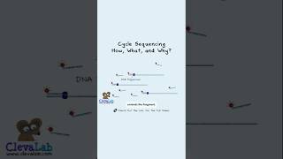 How Scientists Solved DNA Sequencing’s "Weak Signal" Problem. 🔦