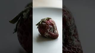 Strawberry Decay Timelapse From Fresh to Rotten (Ultra-Realistic ASMR Transformation) #asmr #organic