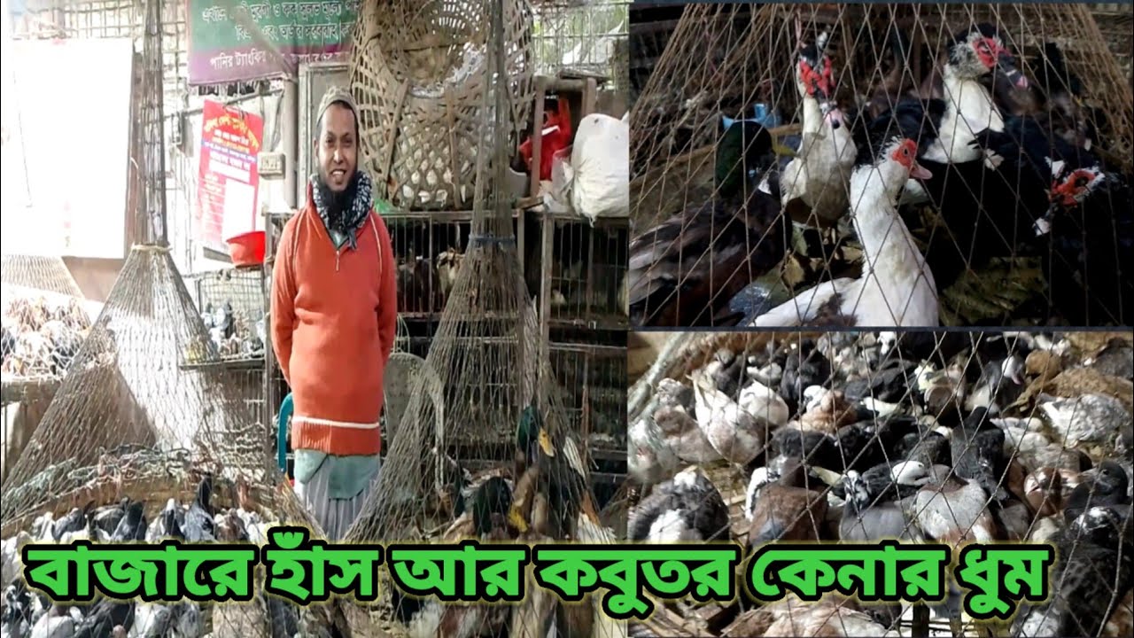 আজ বাজারে হাঁস ও কবুতর কেনার ধুম 🔥 লাইভ দাম ও ভিড়