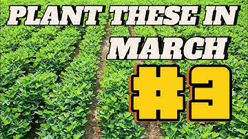 Recommended Cassava and Maize (corn) inter-cropping and expected REVENUE.