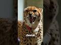 Shorts american boy keeps cheetah as a pet