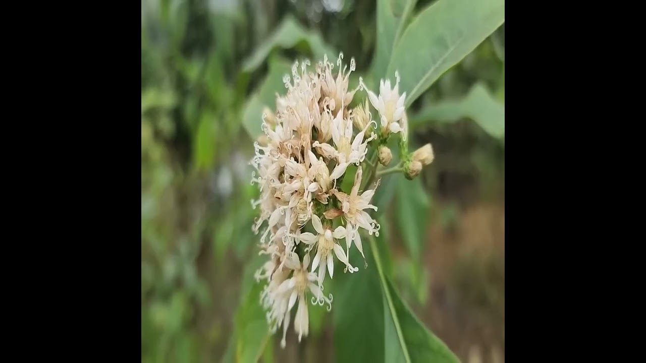 Construction material transport vehicle
