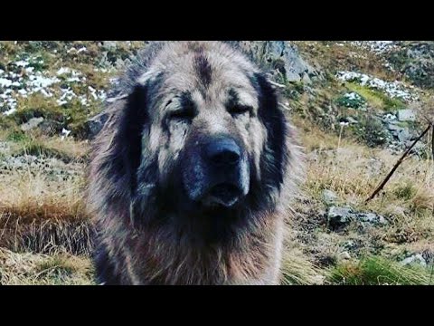 Karadeniz Dag Kopegi Youtube