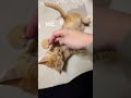 お腹触っちゃうよね〜😻#保護猫 #子猫 #cat