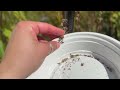 How to harvest Red Cardinal (Lobelia cardinalis) seeds 