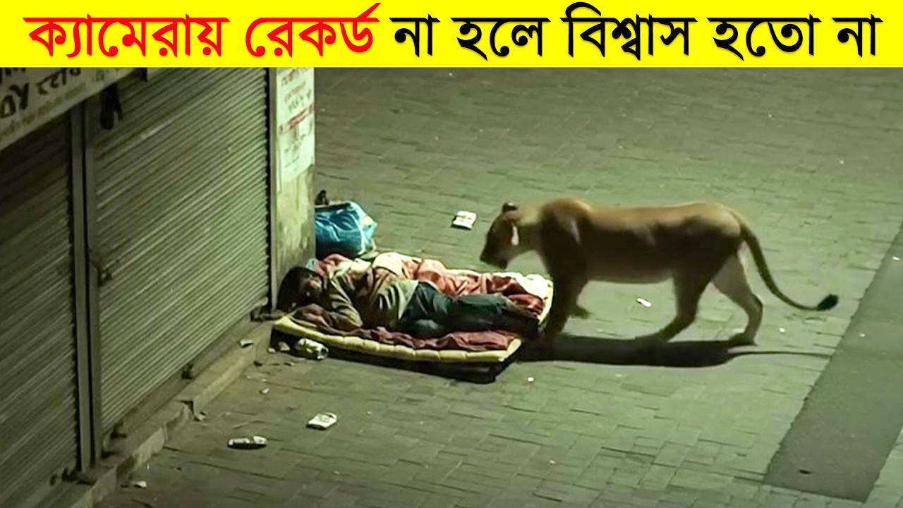 ক্যামেরায় রেকর্ড না হলে এগুলো বিশ্বাস করা কঠিন হয়ে যেত (পার্ট-১) | Mayajaal