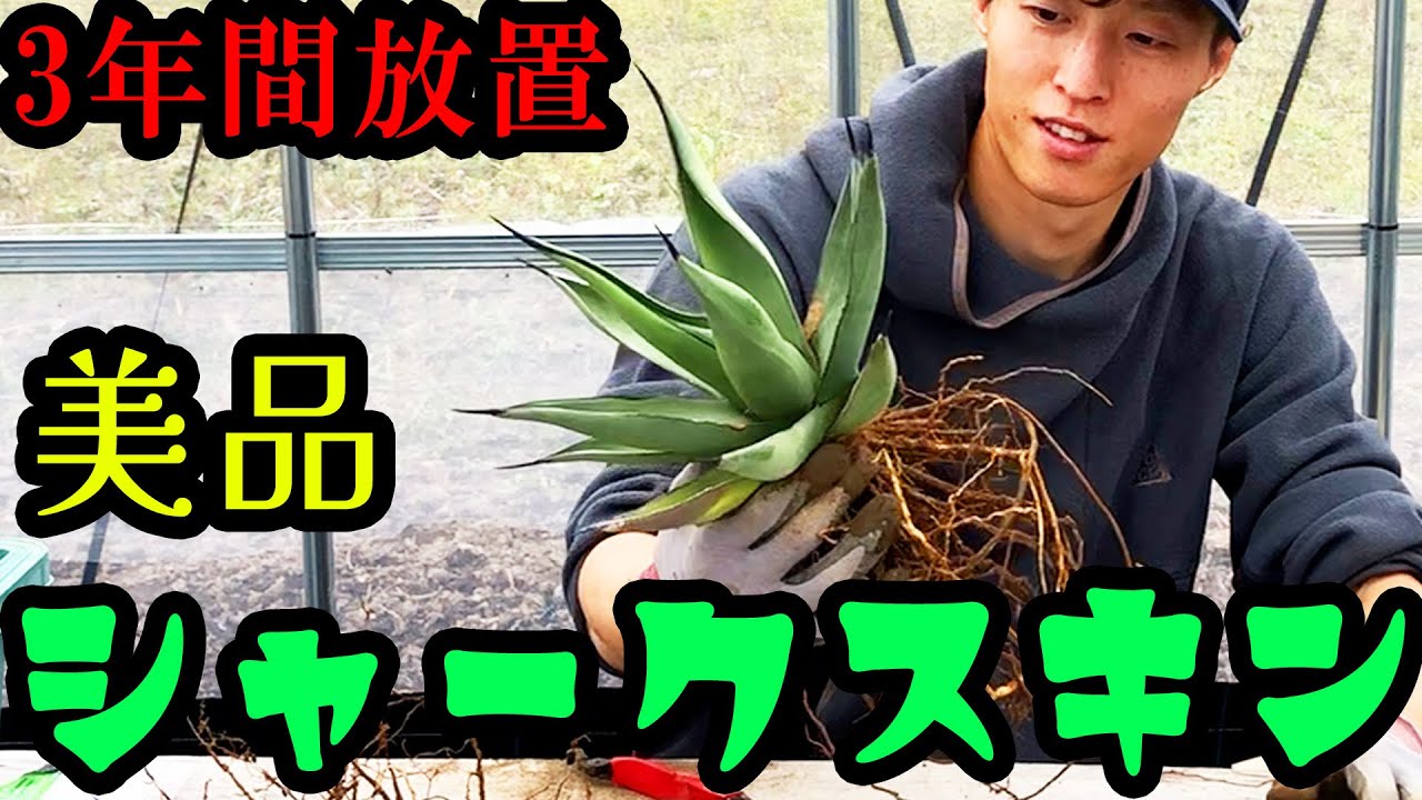 緊急オペ企画＃2】アガベ「シャークスキン」を鉢替え！まさに鮫肌 
